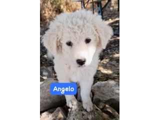 CUCCIOLI 2 MESI TAGLIA MEDIA GRANDE
