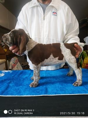 Bracco Italiano Stallone Roano-Marrone disponibile per monte - Foto 2