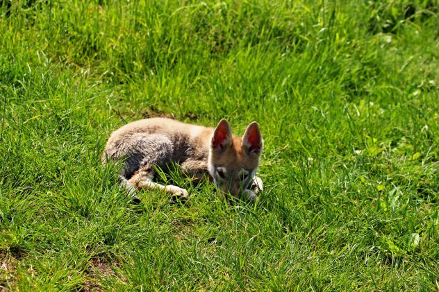 cuccioli di Cane lupo cecoslovacco disponibili - Foto 2