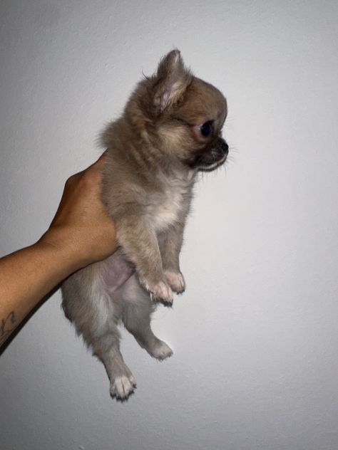 Chihuahua toy - Foto 2