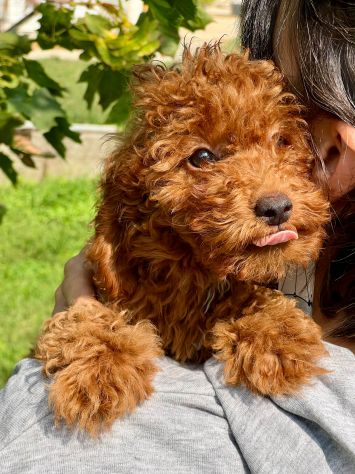 BARBONCINO NANO RED CUCCIOLI