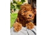 BARBONCINO NANO RED CUCCIOLI