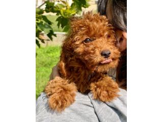 BARBONCINO NANO RED CUCCIOLI