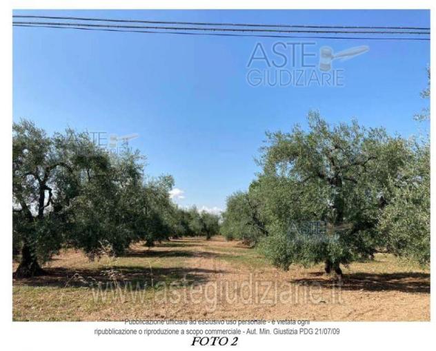 IMMOBILI-ALTRA CATEGORIA-Contrada Chiascia San Barbato - Foto 2