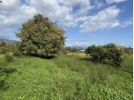Agricolo in vendita a Giarre