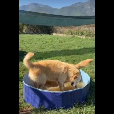 TIMON DOLCISSIMO simil Golden retriever cane in adozione - Foto 2