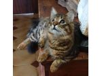 Tananai gattino
