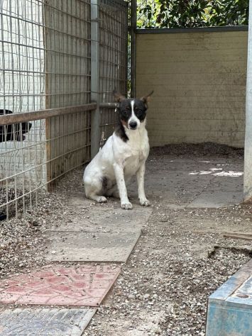 Bonnie: adozione del cuore - Foto 9