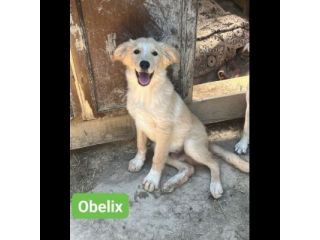 OBELIX, LEON, DARIO, ASTERIX, HEIDY CUCCIOLI IN ADOZIONE
