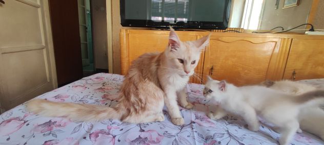 Maine coon - Foto 4