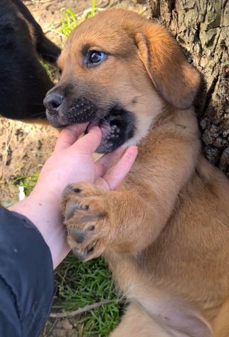 CARRIE, super cucciola di 2 MESI E MEZZO. - Foto 2