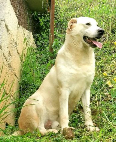 LIBECCIO bravo e pacato, aspetta una famiglia, cane in adozione - Foto 3