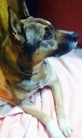 GREG, il cane tuttofare - Foto 3