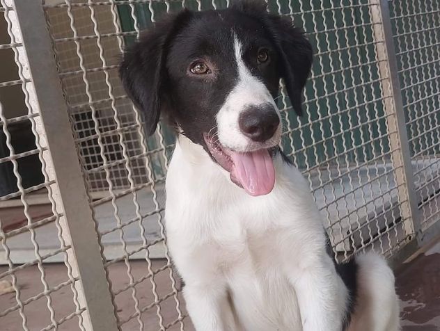 CUCCIOLI IN ADOZIONE - Foto 5
