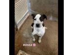 MAURA, VARCO, ROSEA, PEPPINO, CUCCIOLI IN ADOZIONE
