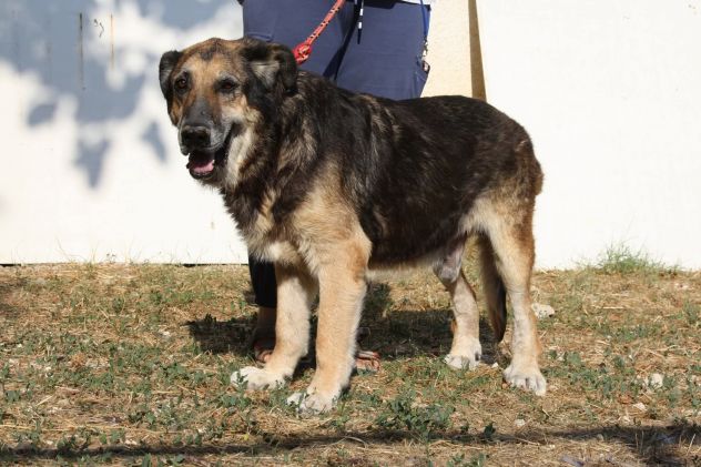 Non sono un cucciolo,  ma desidero una famiglia anch'io. - Foto 2