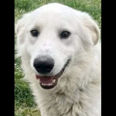 GERICO SPLENDIDO PMA, PRIGIONIERO IN CANILE, CANE IN ADOZIONE