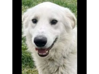 GERICO SPLENDIDO PMA, PRIGIONIERO IN CANILE, CANE IN ADOZIONE