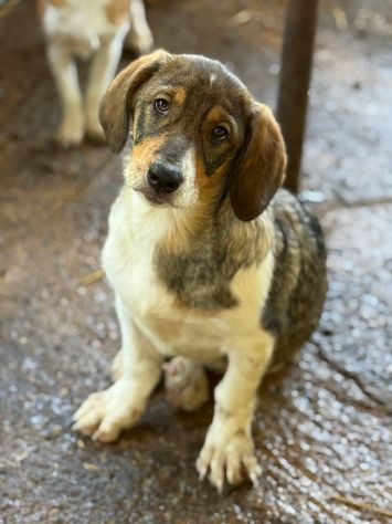 DARA, la cucciola più tenerona del rifugio cerca mamma! - Foto 3