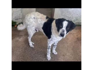 GIOBBE LO SGUARDO DELLA RASSEGNAZIONE. CAGNOLINO IN ADOZIONE