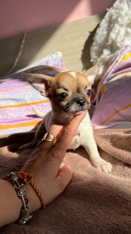 Cuccioli di chihuahua - Foto 2