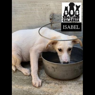 CUCCIOLI IN ADOZIONE - Foto 4
