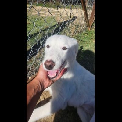 LILA, LA DELICATEZZA, CUCCIOLA IN ADOZIONE - Foto 2