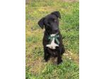 FINN cagnolino in adozione tg. medio piccola cerca una famiglia apri il suo box