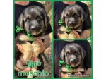 Regalo cuccioli