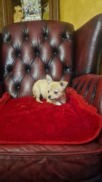 Chihuahua Maschio pelo corto - Roma - Foto 5