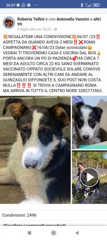 Dylan mix Border 18mesi..15mesi di invani appelli.ROMA - Foto 6