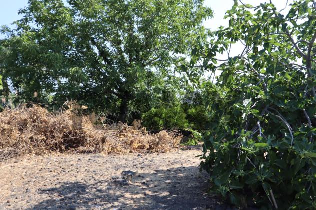 Terreno in vendita a Mascali, Santa Venera - Foto 5