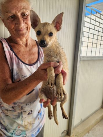 Ponga: 5 mesi taglia mini - Foto 3