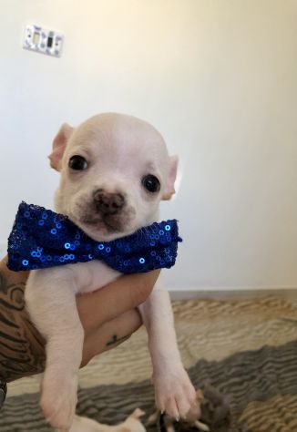 Chihuahua cuccioli - Foto 3