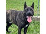 BLACK SALVIAMOL DAL CANILE CANE IN ADOZIONE