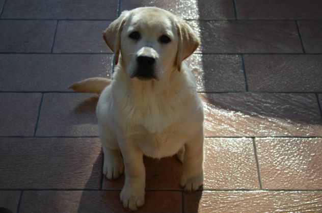 Cucciolo Labrador con Pedigree - Allevamento Labrador EXPO - Foto 4