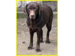 KUBRA labrador chocolate cieca e spaventata