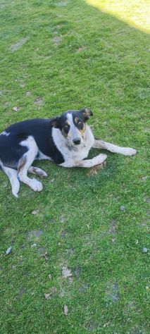 Kiki in adozione - Foto 3