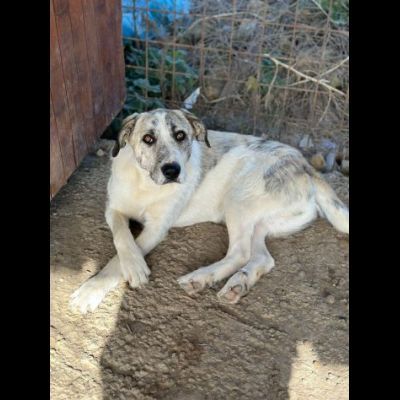VALENTINO BELLISSIMO CUCCIOLONE IN ADOZIONE - Foto 4