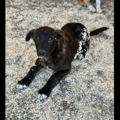 TIGROTTO ADORABILE CUCCIOLO IN ADOZIONE - Foto 8