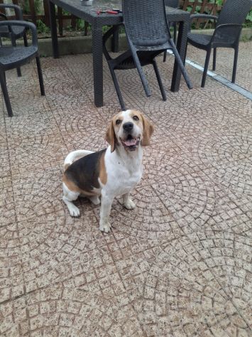 Alvin: nonnino Beagle dolcissimo. Lo cedono - Foto 8