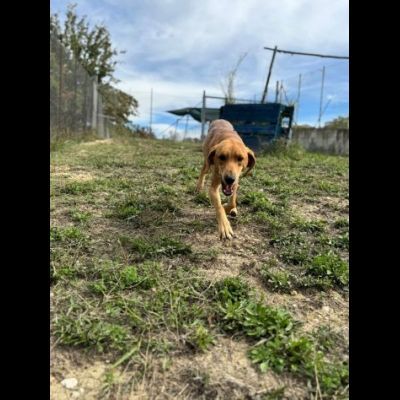DIAMANTE SOCIEVOLE DELICATO CANE IN ADOZIONE  TG CONTENUTA - Foto 9