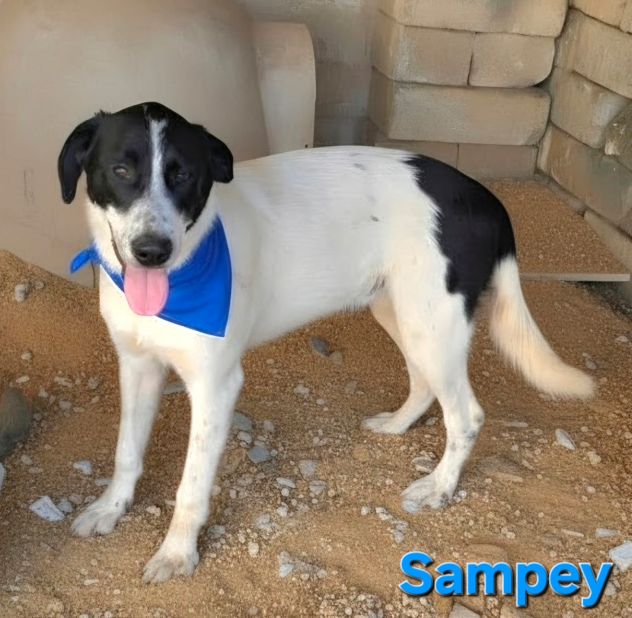 SAMPEY - Foto 9