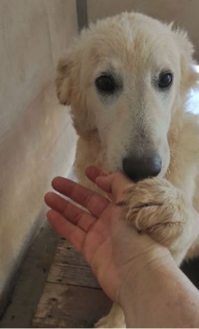 CANE IN ADOZIONE: DUCCIO - Foto 9