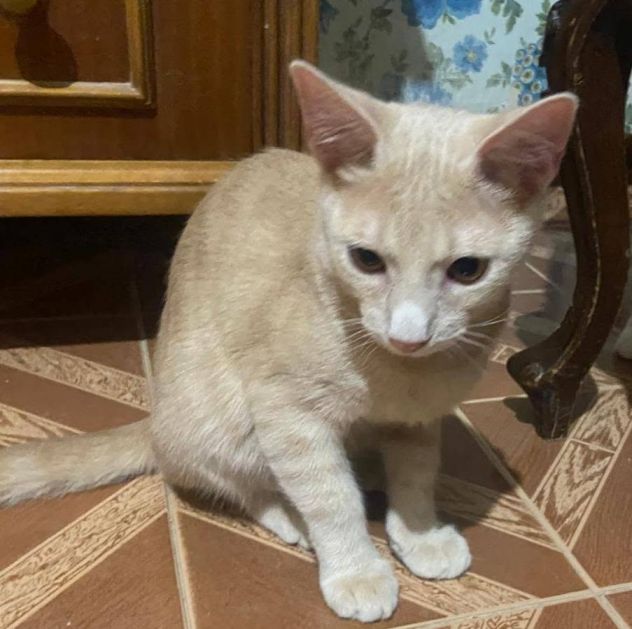 Cremino gattino - Foto 2