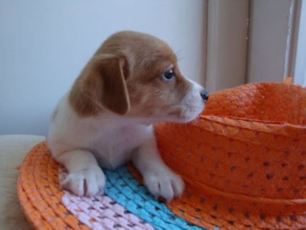 Jack Russell Terrier femminucce pelo liscio e broken - Foto 2