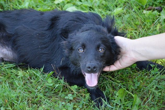 AMARONE, cucciolotto dolcissimo - Foto 3