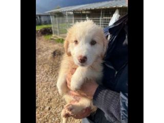 MILO ADORABILE CUCCIOLO IN ADOZIONE
