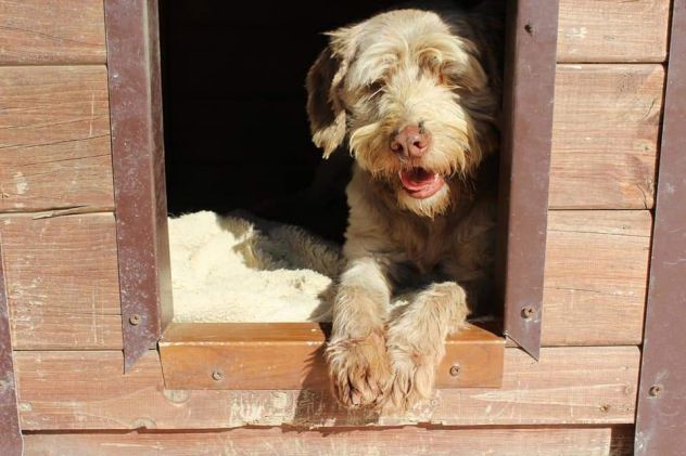 Gigi simil lagotto - Foto 3