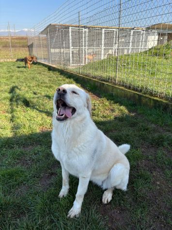 Lady simil Labrador - Foto 6